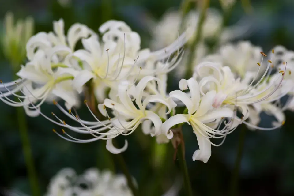 Pavoučí lilie (Lycoris)