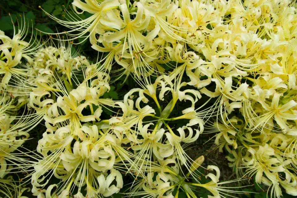 Pavoučí lilie (Lycoris)