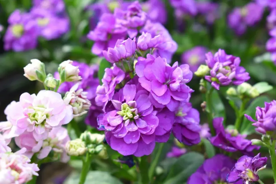 Fiala šedivá (Matthiola incana)