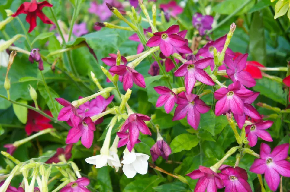 Tabák křídlatý (Nicotiana alata)