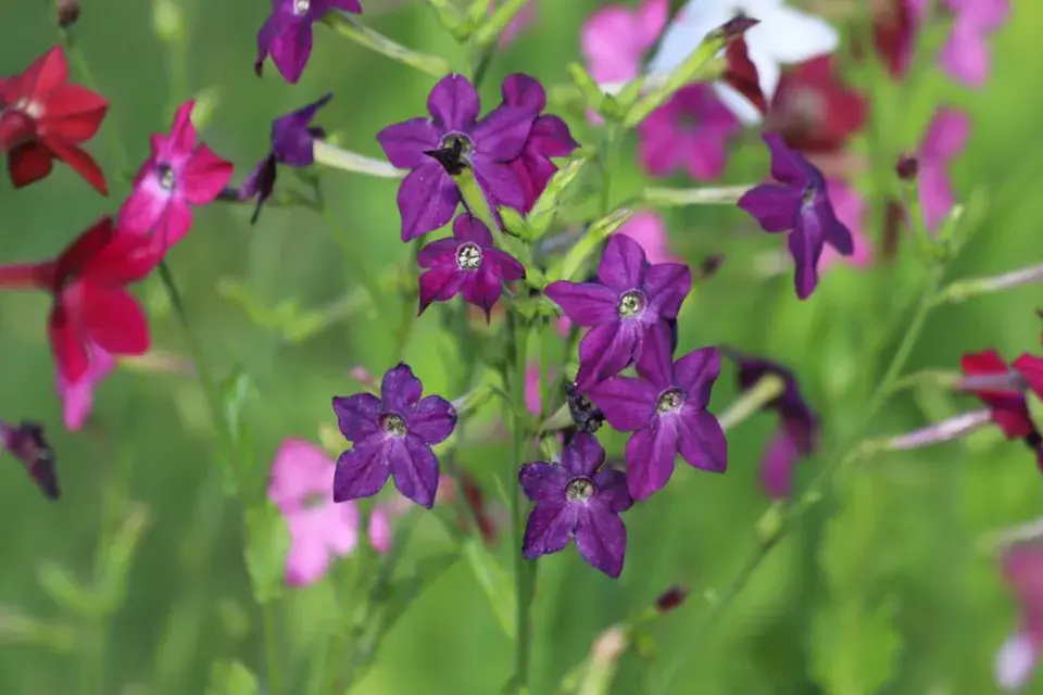 Tabák křídlatý (Nicotiana alata)