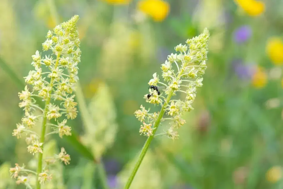 Rezeda žlutá (Reseda lutea)