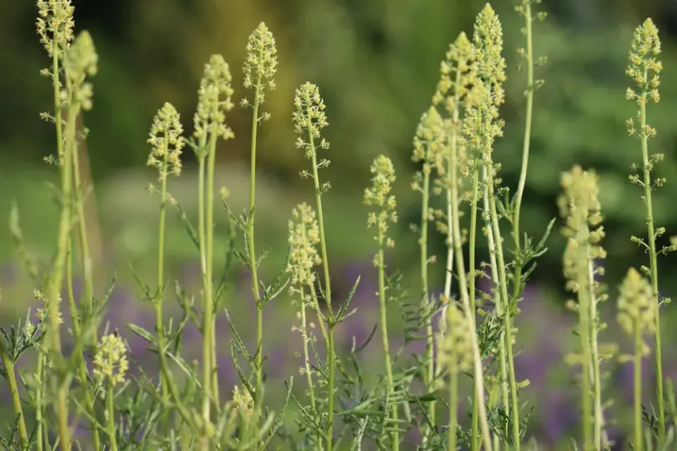 Rezeda žlutá (Reseda lutea)