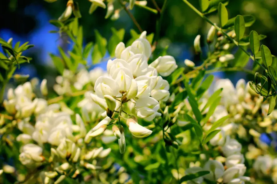 trnovník akát (Robinia pseudoacacia)