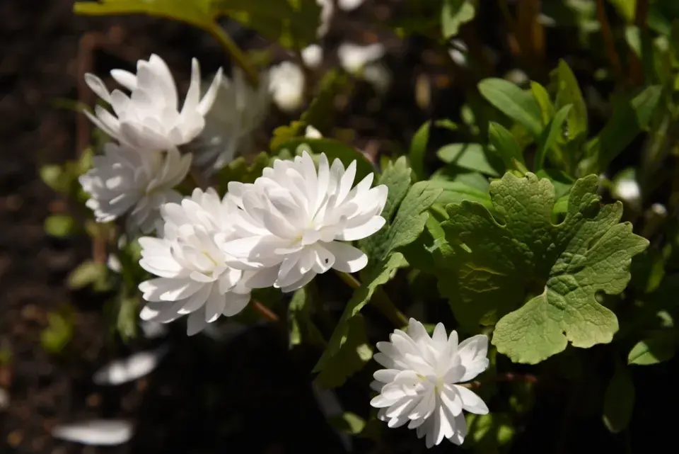 Krevnice, krvavěnka kanadská (Sanguinaria canadensis) 