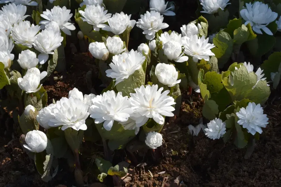 Krevnice, krvavěnka kanadská (Sanguinaria canadensis) 