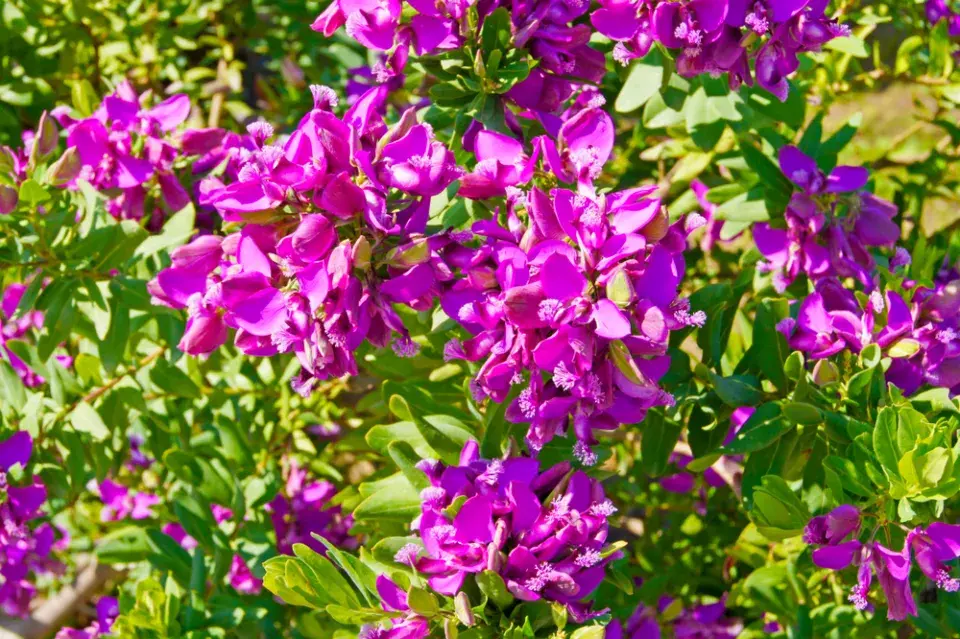 Vítod myrtolistý (Polygala myrtifolia) 