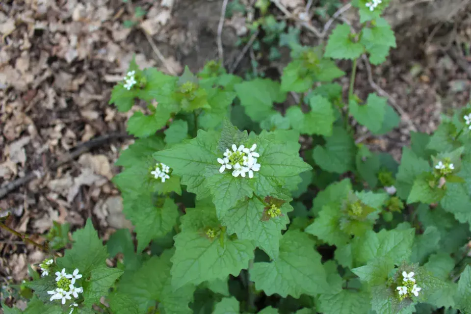 Česnáček lékařský (Alliaria petiolata) 