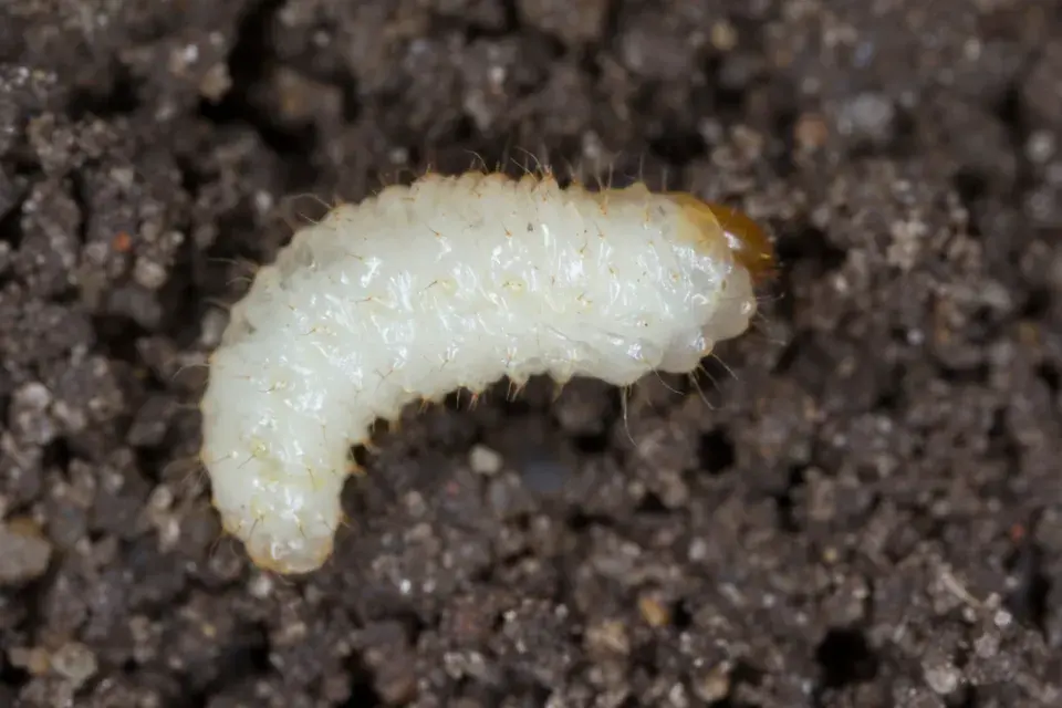 Larvy lalokonosce