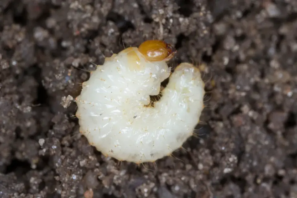Larva lalokonosce