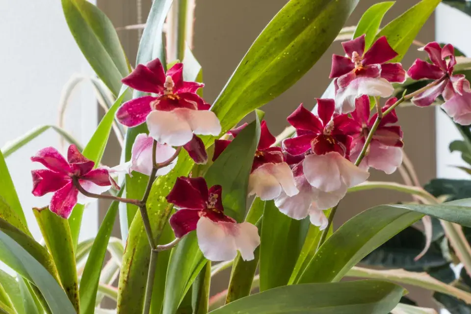 Neobvyklé orchideje, které vás překvapí vzhledem i vůní