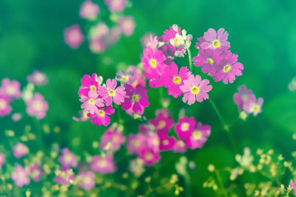 Pomněnka bahenní ´Pink Flower´