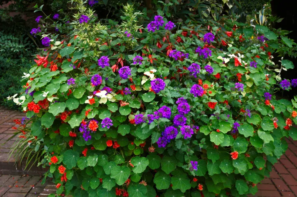 verbena