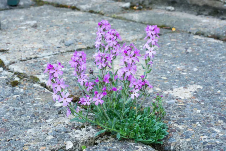 Nemléč alpský (Erinus alpinus) 