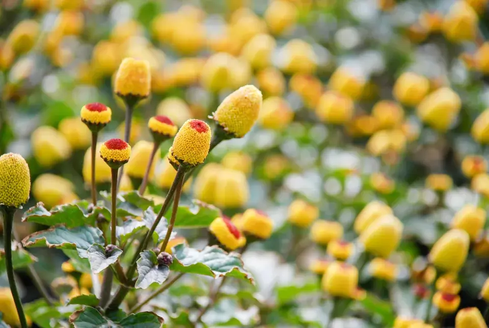 Plamatka zelná (Spilanthes oleracea nebo Acmella oleracea) 