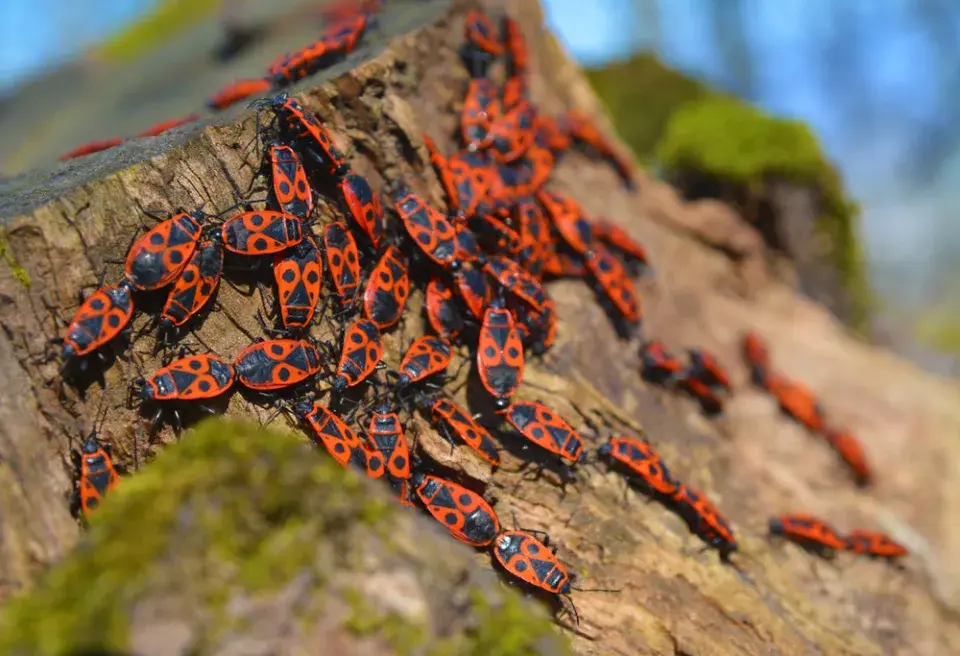 ruměnice pospolná (Pyrrhocoris apterus)