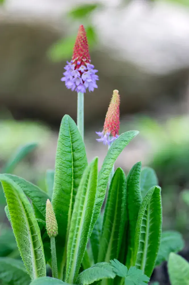 Prvosenka vstavačokvětá (Primula vialii)