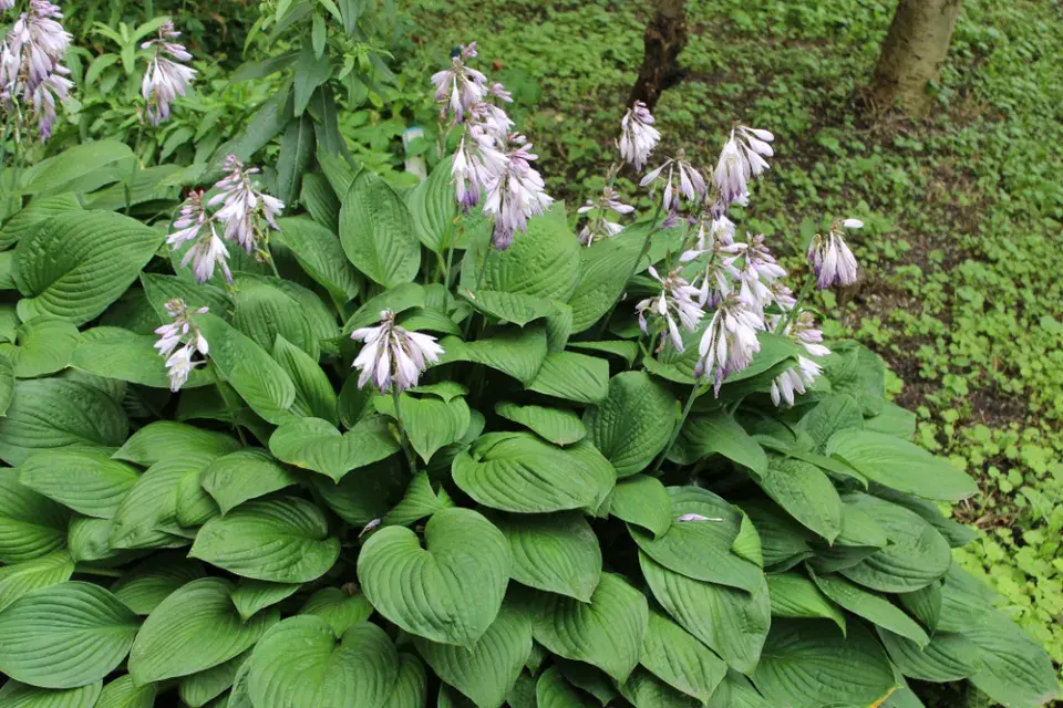 Hosta neboli bohyška