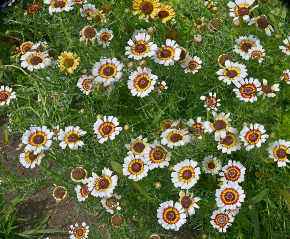 Kopretina kýlnatá (Chrysanthemum carinatum)
