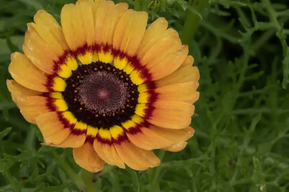 Kopretina kýlnatá (Chrysanthemum carinatum)