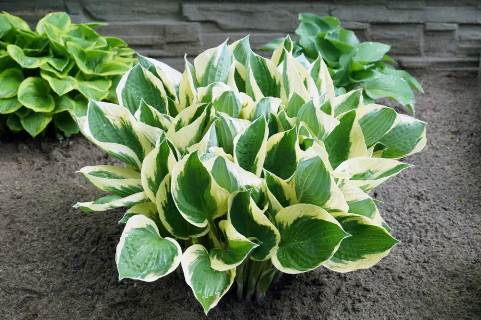 Hosta s panašovanými listy