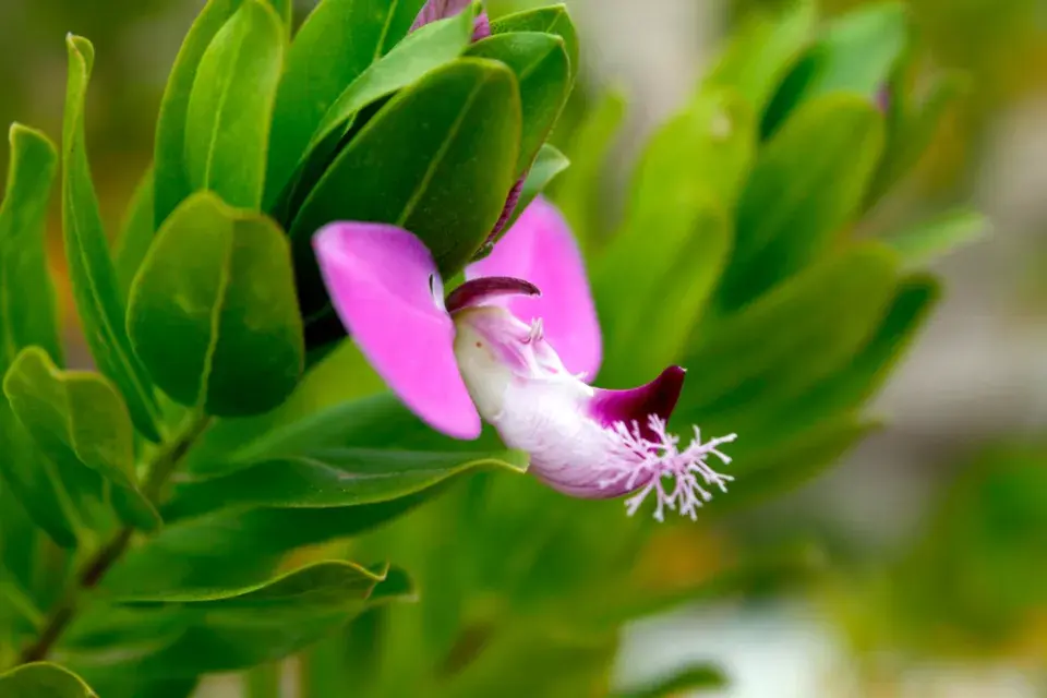 Vítod myrtolistý (Polygala myrtifolia) 