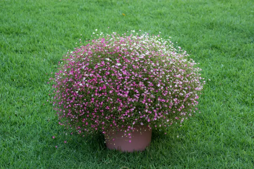 šater plazivý (Gypsophila repens)