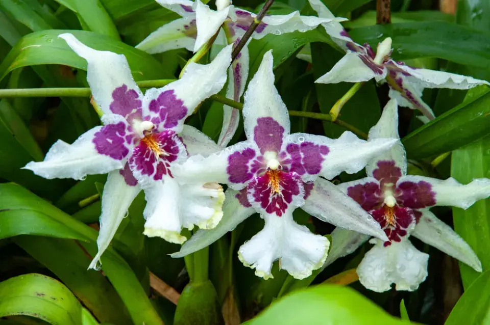Neobvyklé orchideje, které vás překvapí vzhledem i vůní