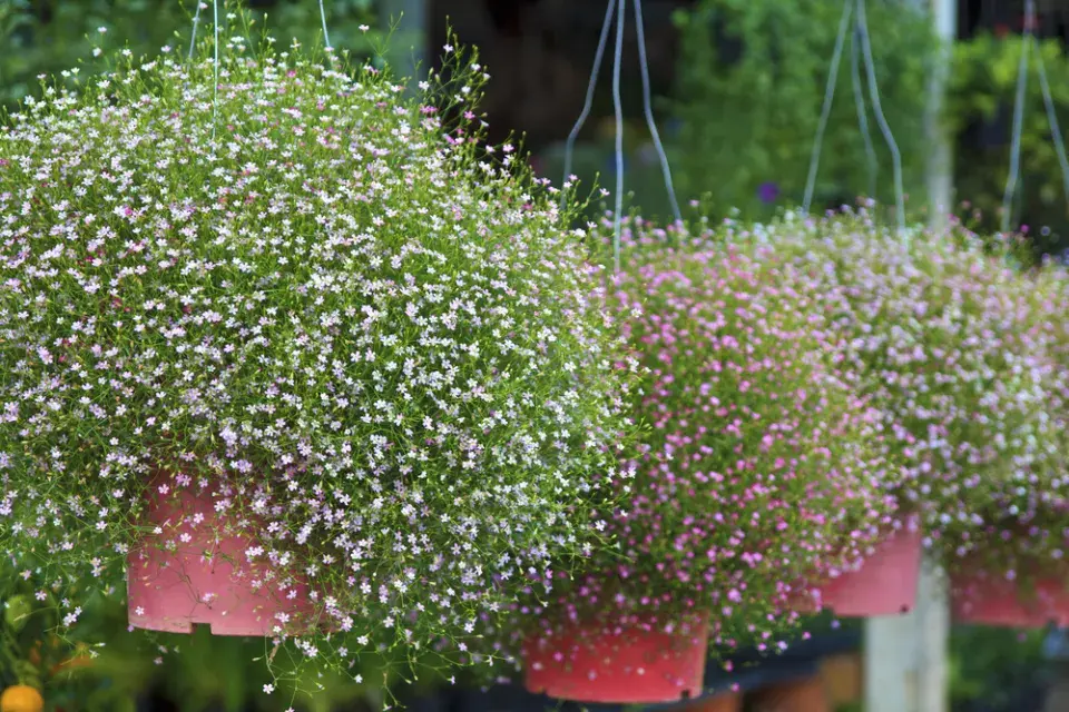 šater plazivý (Gypsophila repens)