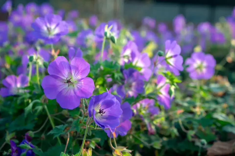 Kakost 'Rozanne' (Geranium 'Rozanne') 