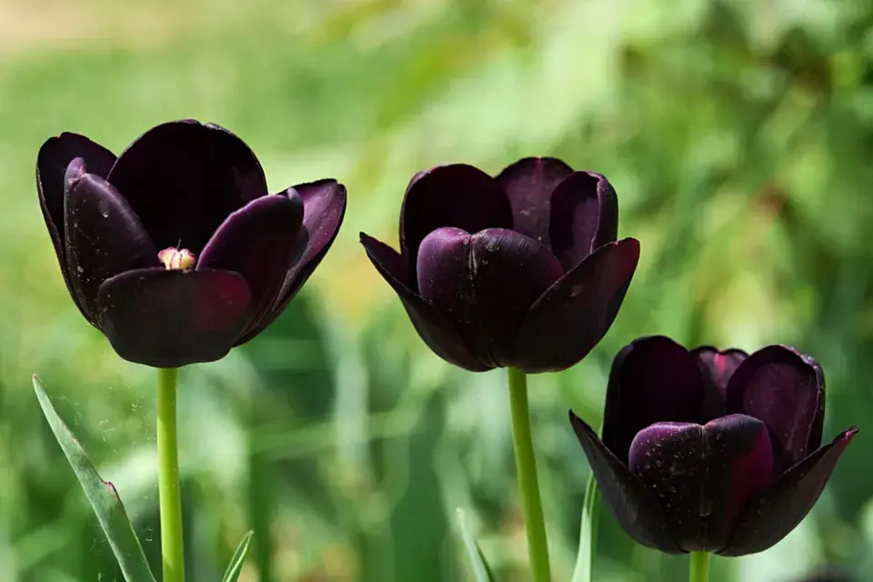 Tulipány po odkvětu