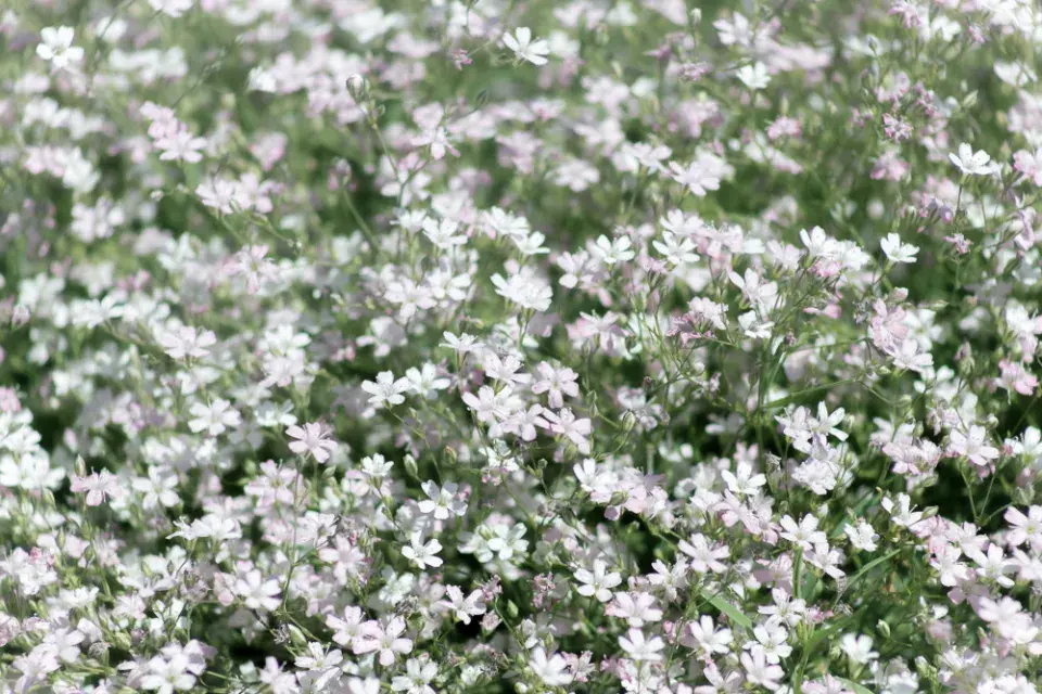 šater plazivý (Gypsophila repens)