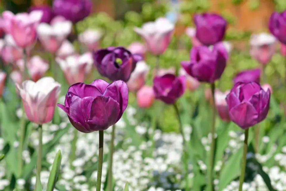Tulipány po odkvětu