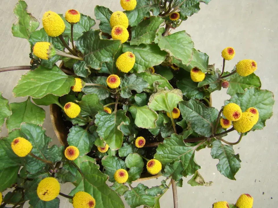 Plamatka zelná (Spilanthes oleracea nebo Acmella oleracea) 