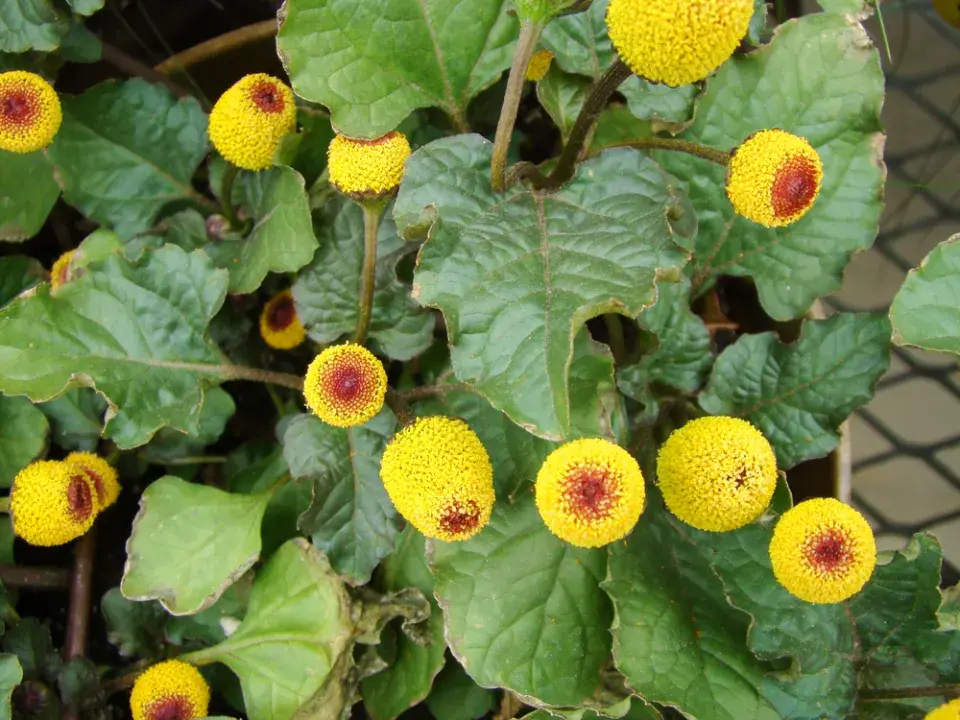Plamatka zelná (Spilanthes oleracea nebo Acmella oleracea) 