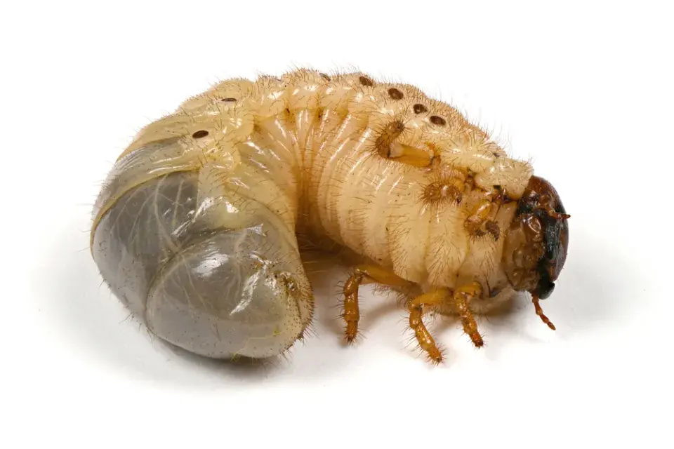Přehled škůdců, které můžete objevit na zahradách