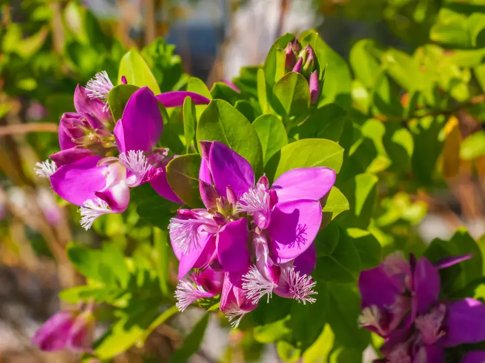 Vítod myrtolistý (Polygala myrtifolia) 