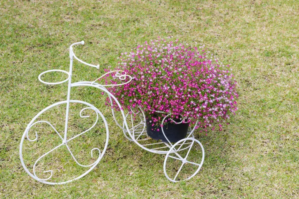 šater plazivý (Gypsophila repens)