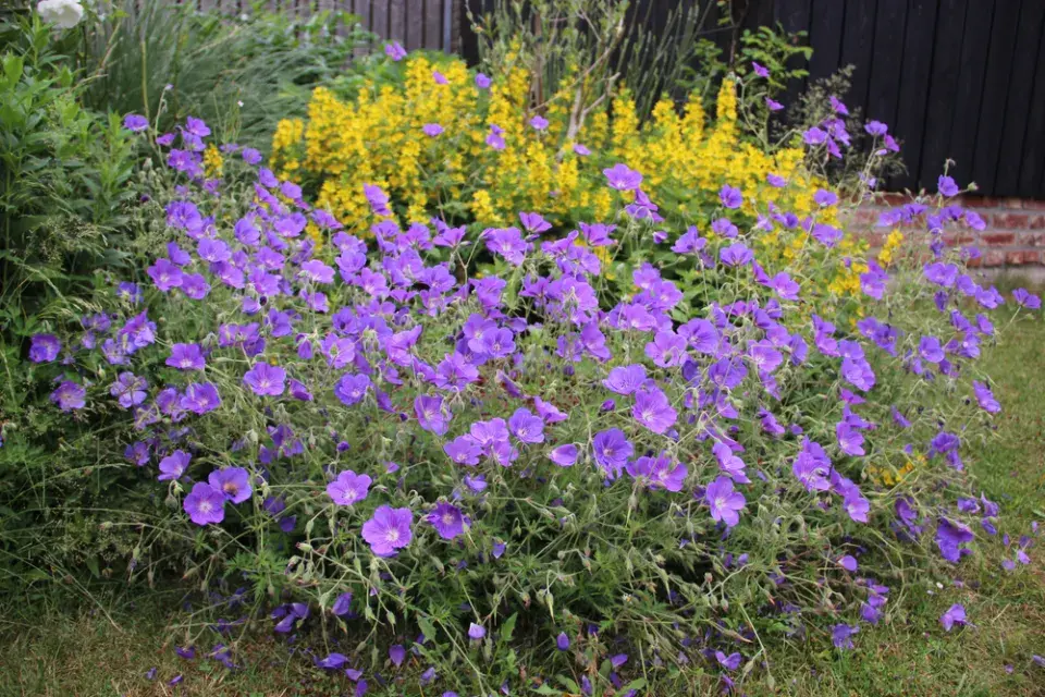Kakost 'Rozanne' (Geranium 'Rozanne')
