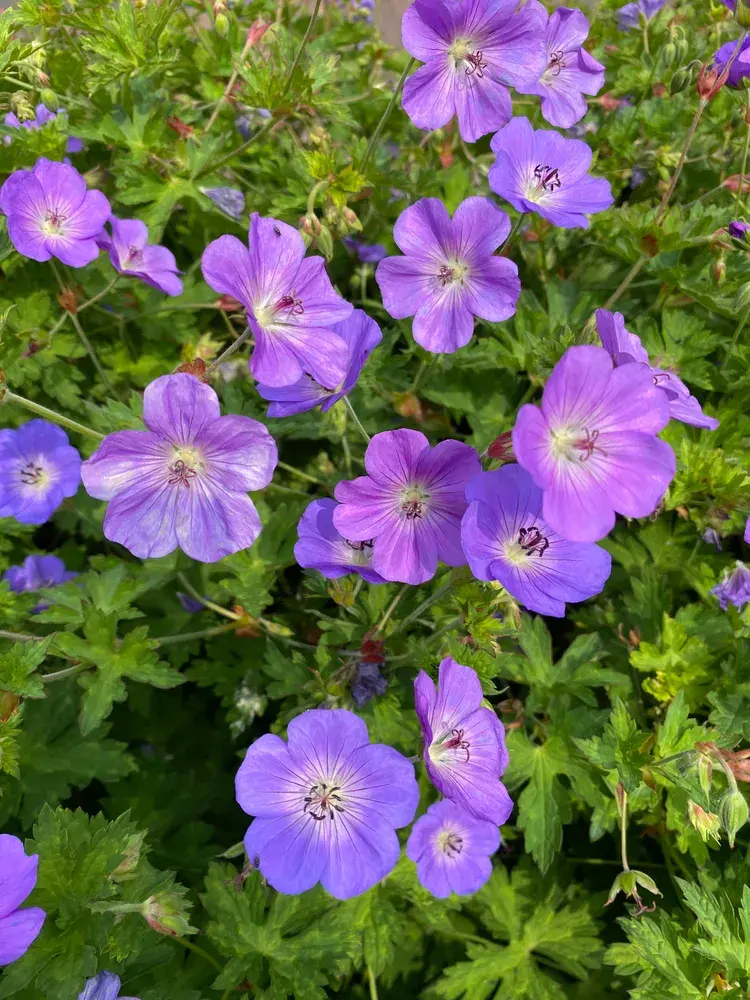 Kakost 'Rozanne' (Geranium 'Rozanne') 