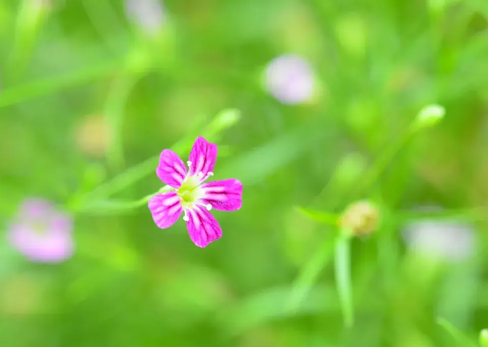 šater plazivý (Gypsophila repens)