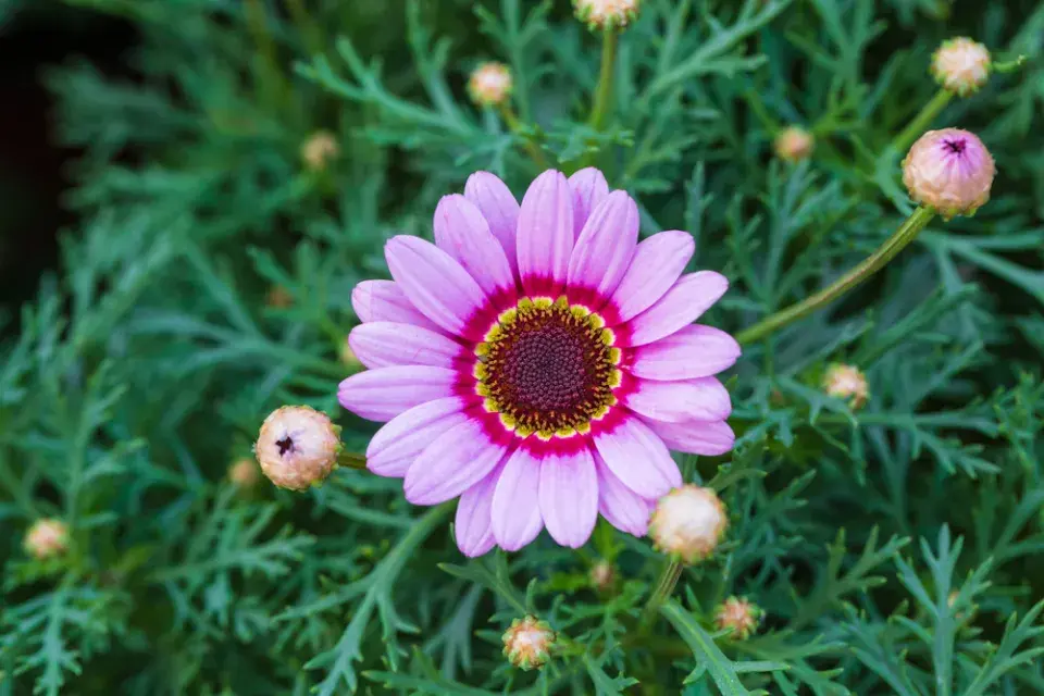 Kopretina kýlnatá (Chrysanthemum carinatum)