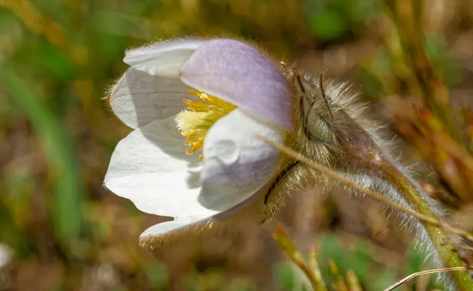 Koniklec jarní (Pulsatilla vernalis)