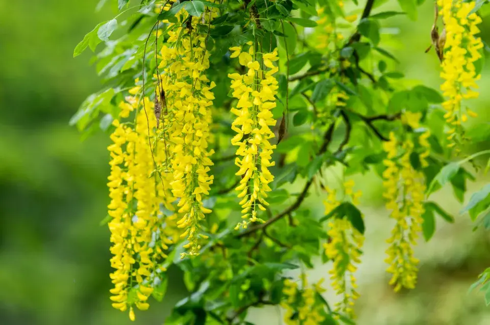 Štědřenec odvislý (Laburnum anagyroides)