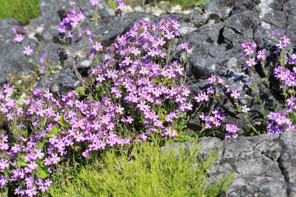 Nemléč alpský (Erinus alpinus) 
