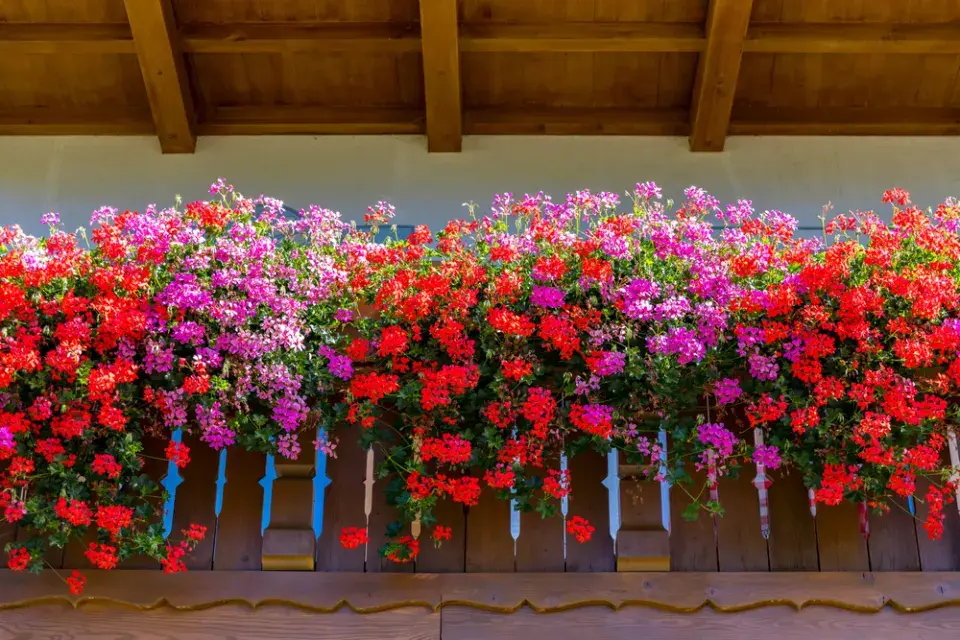 Pelargonie na balkóně a krása jejich květů