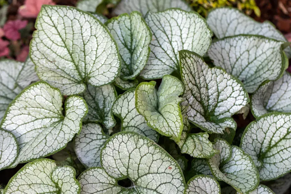Pomněnkovec ´Jack Frost´