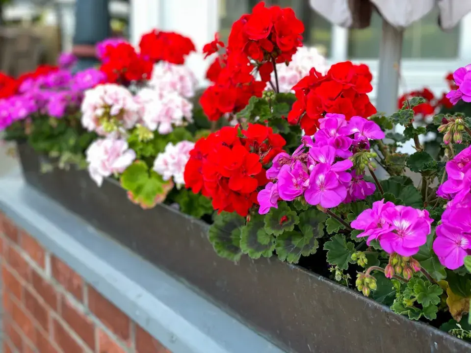 Pelargonie na balkóně a krása jejich květů