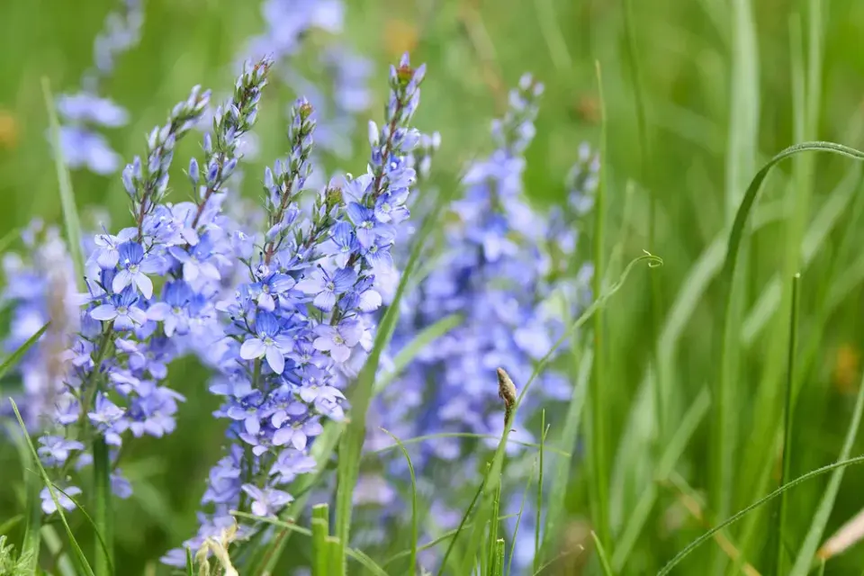 Rozrazil rakouský (Veronica austriaca)