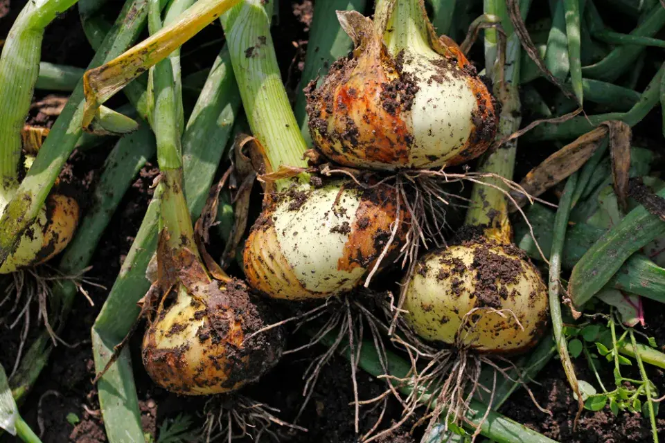 Cibule po odkvětu